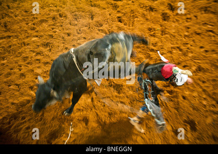Miembro de rodeo PRCA cayendo de Bull en Smalltown Bridgeport Texas, EE.UU. Foto de stock