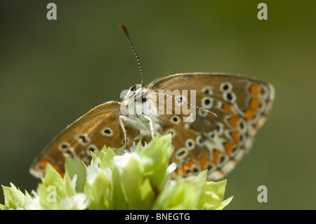 Sur de Brown Argus (Aricia cramera)
