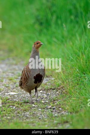 La Perdiz En Ingles Perdix Perdix Fotografia De Stock Alamy