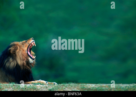 Vista de un león (Panthera leo) tendido en el suelo, el Parque Nacional Kruger, en la provincia de Mpumalanga, Sudáfrica