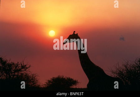 Silueta de la jirafa (Giraffa Camelopardalis) contra el atardecer, Provincia de KwaZulu-Natal, Sudáfrica Foto de stock