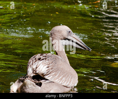 Pelicano De Bebe Fotografia De Stock Alamy