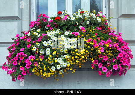 Cerca de colorido despliegue de Petunias en flor en caja con ventana de edificio de oficinas al lado concurrida carretera de Londres Inglaterra Foto de stock