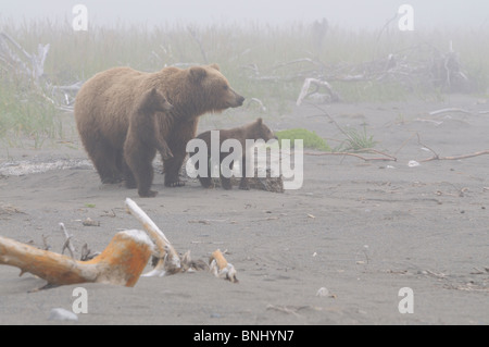 Fotografía de Stock de un litoral de Alaska Brown Bear siembre y dos cachorros de pie en la playa en la niebla, Lake Clark National Park. Foto de stock
