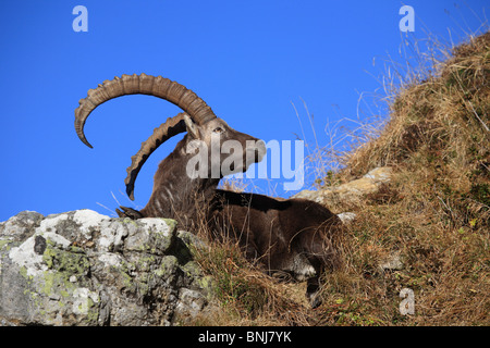 Ibex Capra ibex Ibex macho Niederhorn Bernese Oberland de Berna, Cantón de Berna, Suiza Alpes Alpes montañas FAUNA Fauna Otoño Foto de stock