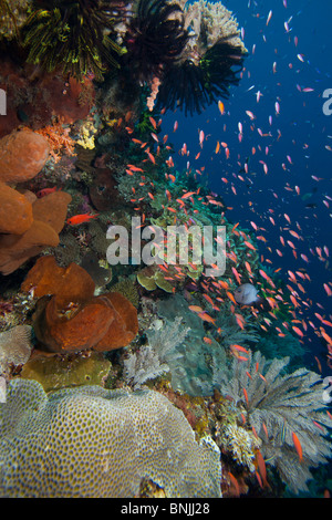 (Anthias Pseudanthias sp.) en un arrecife de coral tropical de la isla de Bunaken, en el norte de Sulawesi, Indonesia. Foto de stock