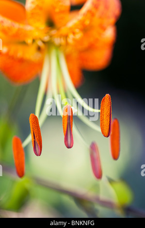 Lilium henryi. Tiger Lily / Henrys Lily flor. Detallando el estambre y las anteras con polen