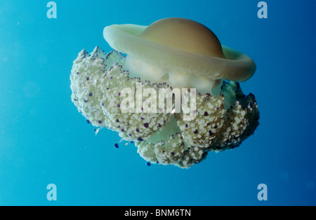 Jalea Mediterránea, Medusa huevo frito (Cotylorhiza tuberculata) deriva en el mar Foto de stock