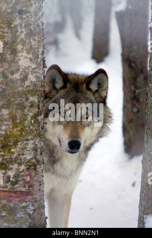 Alaska cautivo wolf inspeccionará su cabeza alrededor del árbol en el Zoo de Alaska en Alaska Foto de stock