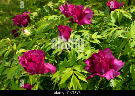 De Peonía (Paeonia suffruticosa Negricans), floración, Bush.