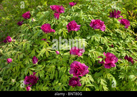 De Peonía (Paeonia suffruticosa Negricans), floración, Bush.