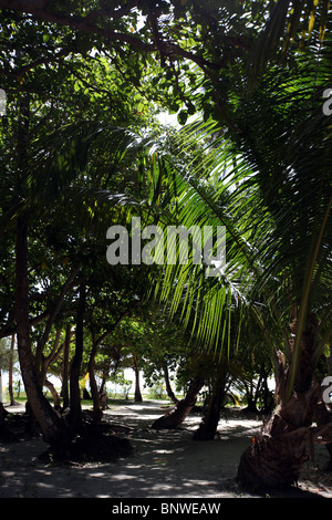 Las palmeras junto a la playa en Meeru Island Resort, Maldivas, Asia Foto de stock