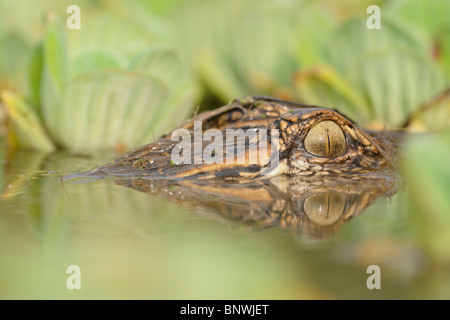 Cocodrilo Americano (Alligator mississipiensis), adulto en la lechuga de agua (Pistia stratiotes), Fennessey Ranch, refugio, Texas Foto de stock