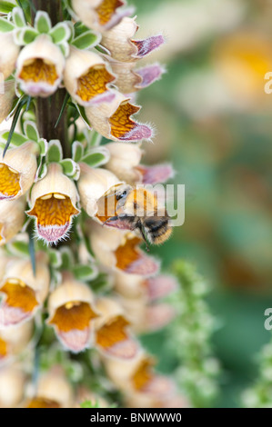 Carda comunes alimentándose de abejorros Digitalis ferruginea. Rusty foxglove Foto de stock