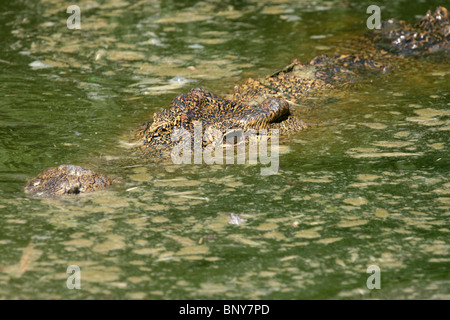 Un cocodrilo del Nilo semi sumergidos en el agua, a la espera de presas, Uganda