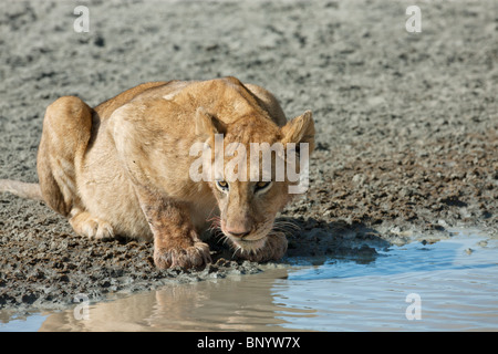 Cachorro de león beber, Serengeti, Tanzania