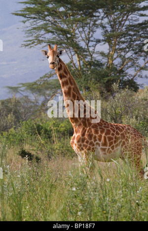 Masai jirafa (Giraffa camelopardalis tippelskirchi), Parque Nacional Tsavo Este, Kenia. Foto de stock