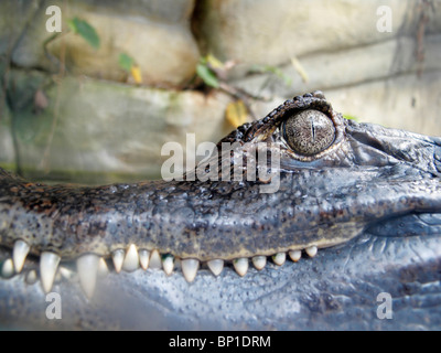 Babas (Caiman crocodilus) Caïman