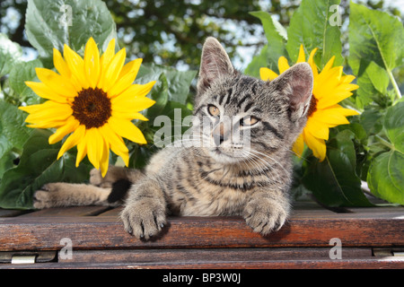 Gatito gato doméstico entre girasoles Fotografía de stock - Alamy