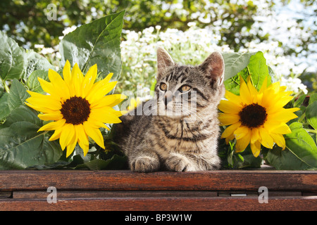 Gatito gato doméstico entre girasoles Fotografía de stock - Alamy