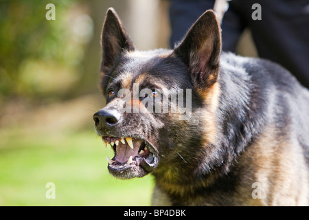 Un antiguo servicio penitenciario Pastor Alemán perro de trabajo mostrando un comportamiento agresivo