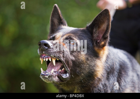 Un antiguo servicio penitenciario Pastor Alemán perro de trabajo mostrando un comportamiento agresivo