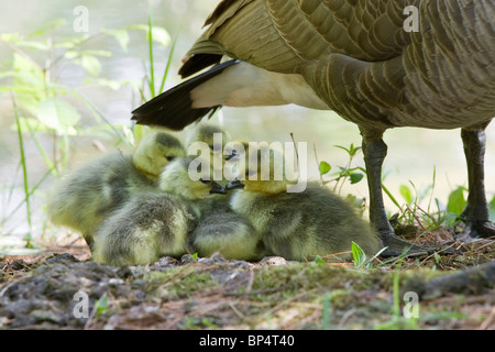 Canadá Goose Bebés Foto de stock