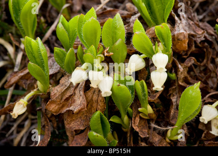 Arctic gayuba, Arctostaphylos alpinus = Arctous alpinus en flor. Rara en el norte de Gran Bretaña. Foto de stock