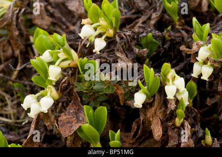 Arctic gayuba, Arctostaphylos alpinus = Arctous alpinus en flor. Rara en el norte de Gran Bretaña. Foto de stock