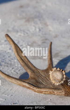 Ee.Uu. Jackson Hole, Wyoming. Elk Refugio Nacional. La cornamenta de alce en la nieve. Foto de stock