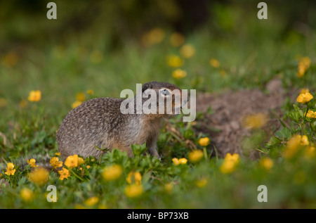 Suslik Colombino, Urocitellus columbianus, Rockies, Canadá Foto de stock