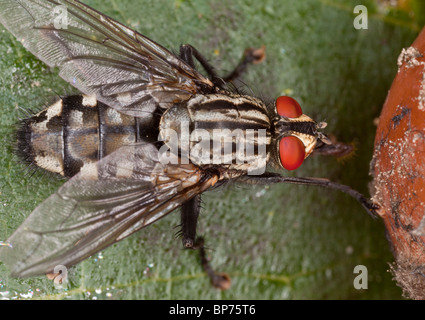 Una carne-fly, Sarcophaga carnaria, alimentándose de fruta. Establece larvas vivas, no huevos. Dorset. Foto de stock