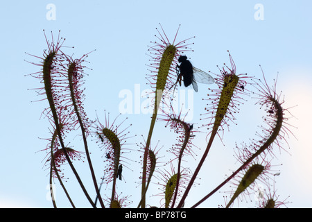 Gran Sundew Drosera anglica capturados con mosca en silueta contra el cielo