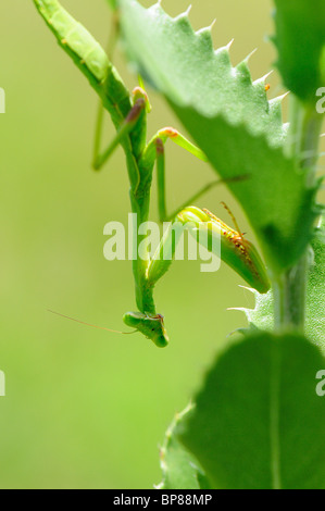 mantis religiosa