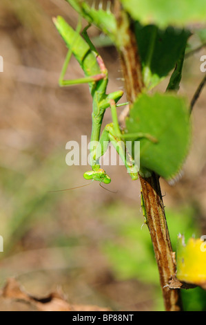 mantis religiosa