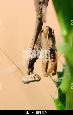 mantis religiosa