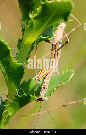 mantis religiosa