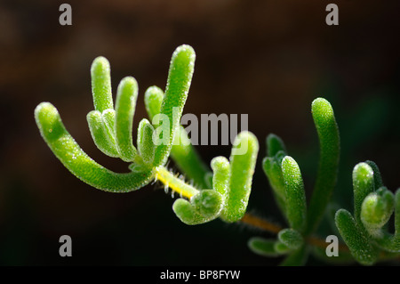 Drosanthemum hispidum Rosae, Planta de hielo, Namaqualand, Sudáfrica Foto de stock
