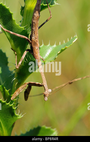 mantis religiosa