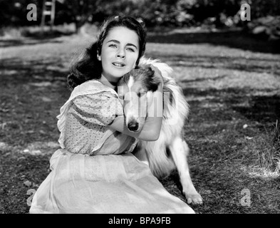ELIZABETH TAYLOR, LASSIE Lassie Come Home, 1943 Foto de stock