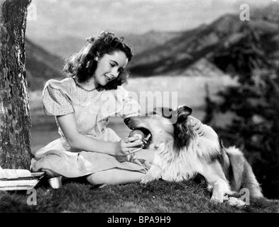 ELIZABETH TAYLOR, LASSIE Lassie Come Home, 1943 Foto de stock