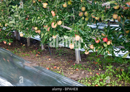 Las manzanas 'Gala' , Orchard. Foto de stock