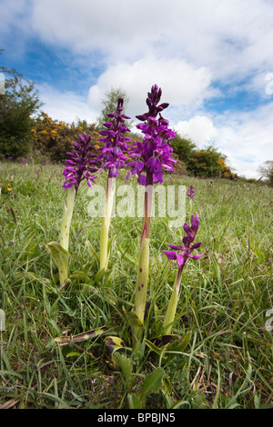 Temprano orquídeas púrpura, Orchis mascula, Heathwaite, Cumbria, Reino Unido Foto de stock