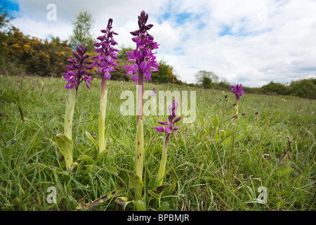 Temprano orquídeas púrpura, Orchis mascula, Heathwaite, Cumbria, Reino Unido Foto de stock