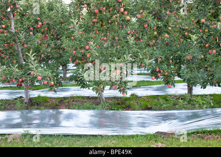 Apple 'Gala' Orchard, reflectante Mylar. Foto de stock