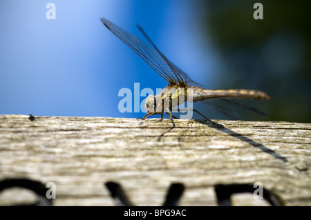 Una libélula, un insecto perteneciente al orden Odonata, el suborden Epiprocta o, en sentido estricto, la infraorder Anisopte Foto de stock