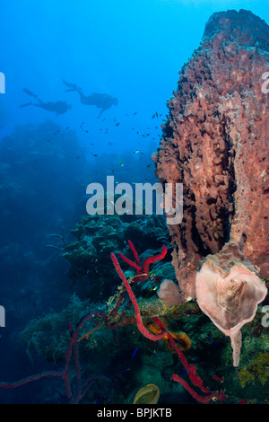 Par de buceo, formaciones de esponjas barril gigante, Half Moon Caye, Patrimonio de la Humanidad, Foto de stock