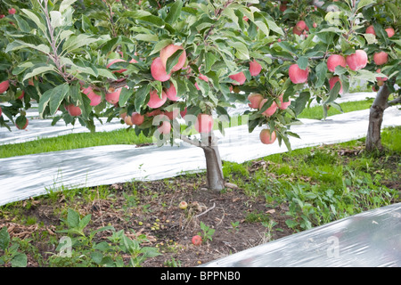 Apple 'Gala' Orchard, reflectante Mylar. Foto de stock