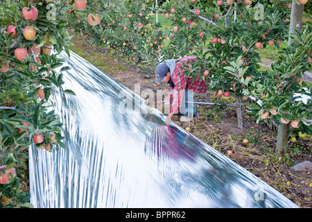 Instalación de trabajador de Mylar, huerto de manzanas. Foto de stock