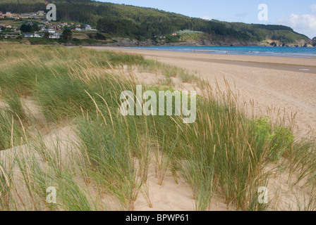 Unión Marram hierba o Unión Beachgrass (ammophila arenaria) sobre las dunas de arena en la playa de Abrela, Vicedo, Lugo, Galicia, España. Foto de stock